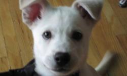 A White 12 week old German Shepherd mix Husky cute and cuddly waiting for his new family! We bought him from an owner and he had his first shots proven with a reciept. He is very friendly but sadly we must give him away because of a member in our family