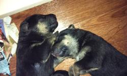 Gorgeous german shepherd cross puppies will be ready for new homes in early january. Mother is purebred, reg'd german shepherd.  Father is suspected to be a lab/border collie mix.... Pups are being raised inside our home with our other dogs, our cat and