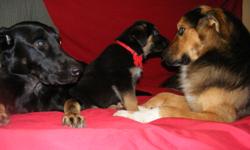 Eight week old puppies are ready to find homes! Mother is a two year old King Shepherd / Rottweiler mix, this is her first and only litter. The father is a Shepherd / Husky mix. Both parents are at our home. All puppies are very healthy and have been