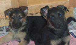 CUTE LOVABLE FEMALE PUPPIES LOOKING FOR GOOD LOVING HOMES.MOM 3 YRS.OLD DAD 2 YRS.OLD ARE BOTH HEALTHY WITH THEIR NEEDLES UP TODATE AND ARE OUR FAMILY PETS.THE PUPPIES ARE RAISED INSIDE [NOT WILD] SOCIALIZED AROUND CHILDREN AND OTHER ANIMALS.THEY HAVE