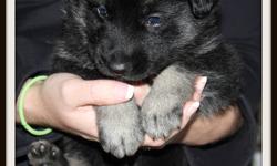 Gorgeous Black and Tan & Sable and Tan German Shepherd puppies
(colors are still maturing)
Puppies were born on Septemeber 19 2011 
 The Father is CKC reg, but the mother is not.
The father is very large and is just a year old and the mother is about