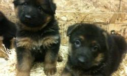 Must sell they need good homes now! 3 males 1 female left. German Shepherd Puppies, Farm Born, Extremely Cute, Very Adorable, Playful and will need lots of room to run around. Puppies will be 8 weeks November 22 (PUPS HAVE HAD THIER SHOTS AND HAVE THIER