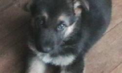 Gorgeous and smart long haired German Shepherd puppies for sale, $400 each, or will consider interesting trade.  Ready to go.
 
1 male and 1 female left.  Vet checked, first needles, de-wormed and hip checked.  No dysplasia in mother or father, and all
