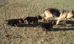 GERMAN SHEPHERD PUPPIES.  Only 1 females left for sale.  The puppies are black and tan in colour and dewormed.  Both parents are also on site.  Call (905) 772-3776 or (289) 440-3776.  No e-mails please.