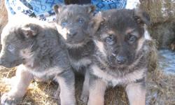 PUPPIES ARE PURE-BRED GERMAN SHEPHERD. PARENTS CAN BE SEEN. EASY TO TRAIN, VERY OBEDIENT, LOVING AND LOYAL. WILL COME VET CHECK AND SHOTS. CALL: 1-204-268-3059  
OR 1-204-268-5569