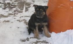 German Shepherd puppies for sale 350.00 3 females and 2 males. the puppiess have been eating on their own for a month. they eat purina puppy chow. they are very healthy and active and outdoor pups. the mother is good with children and is a very good watch