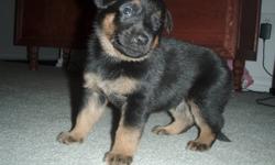 Beautiful purebred German Shepherd started whelping September 10th and has giving birth to 12 adoriable puppies! The mother is a five year old , healthy, purebred German Shepherd. The father is a very handsome purebred Bullmastiff. The mother in black/tan