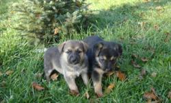 My mother has 9 healthy German Shepherd cross puppies for sale. The litter consists of 6 females and 3 males. The mother is a purebred shepherd, and the father is unknown. My mom rescued this dog at the time her puppies were a few days old. We know that