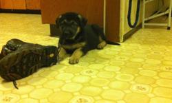 8 week old puppies. Mother is purebred German Shepherd...Father is suspected to be border collie/lab mix.
 
 Pups are being raised inside our home and are well socialized. They have been handled since birth and should make excellent family pets. They are