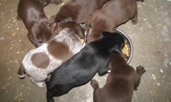 German Shorthair Pointer Pups for sale. Will be ready Feb 09. Mother is black and white and dad is liver roan. Dew claws done, tails docked, and will have first shots. Mom is registered and Dad is Purebred but has no papers. These pups will be good pets