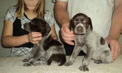 German Shorthaired Pointer Pups
Just in time for Christmas
CKC Registered
Vet checked and 1st shots included
Home raised with kids
Breeding for over 15 years
Grandfather Shooting Stars ADS DOC
National field trial champion USA
Have blog in the images of