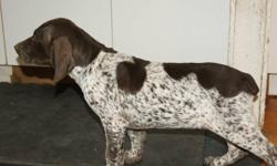 Looking for that special hunting dog? German Shorthaired Pointers are great hunters and retrievers. They are very popular in Europe and the U.S. They are very intelligent and fast learners. Their short dense coat is easy to care for and keeps them warm in