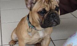 Beautiful Red Fawn,  Frenchie!
She is 6mos old and our pick of the litter! She comes from a healthy pedigree! Her Mom , who we own,is a full cream and comes from Shark bloodlines and her Daddy is a well known famous Stud in Vancouver with Eiffel