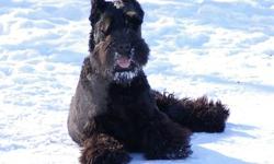 Due to unexpected life changes we need to re-home our Giant Schnauzer. He is 1,5 year old, he is registered with AKC, he is fixed. He is very stong dog and he need new owner with experience with this breed.
We are looking for new home for him on acreage