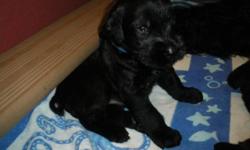 Giant Schnauzer Puppies available January 20th, 2012
Born November 20th, 2011
4 Males and 4 Females (Black)
 
Dam: CKC Registered
Sire: AKC Registered and CKC Registered (Skansen)
OVC Hip Dysplasia Certificate
 
Mom and Dad are on site. These puppies are