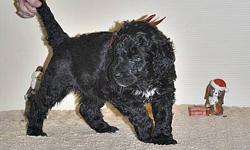 We are pleased to announce a new litter of Giant Schnoodle F1 (first Generation) puppies.  They will be ready for their new forever homes
January 5, 2012. 
Mom is an AKC registered Giant Schnauzer and dad is a CKC registered Standard Poodle.   A $200