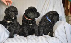 4 of our female F1(FIrst Generation)  Giant Schnoodle puppies will be available for viewing in the Edmonton area on Jan. 9th, 2012.   Please email us to arrange for a viewing time and address.    Mama is an AKC registered Giant Schnauzer and Papa is a CKC