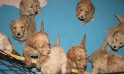F1B Goldendoodle Puppies. Golden Doodle father and Standard Poodle mother. Parents are our pets, and the puppies are raised in our house with lots of family interaction. Puppies should average 50 pounds and have a wavy coat. Weekly visits are encouraged