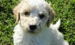 Ready to go. Beautiful, light coloured Golden Doodle pups. Parents are Golden Doodle and Standard Poodle. These pups have low shedding, wavy coats. Looking for loving, "forever" homes.