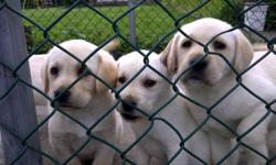 Beautiful purebred golden lab pups.....De-wormed and vaccinated.  Call for more details: 604.888.4662