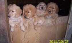 You are in luck **** I have 3 male golden retriever puppies left from a litter of 7, they are purebread but no papers, the parents are on site raised on a horse farm. The puppies are dewormed and ready to go, for more info please call me at 819-768-8760