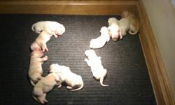 GOLDEN RETRIEVER PUPPIES
 
Pure bred golden retriever puppies looking for their furever homes.
 
5 girls and 4 boys.
 
 Don't delay would make a great Valentines day gift!!!!
 
Come and get your first pick
 
Asking $500.
 
 
Will be vet checked and have