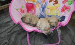 We have nine beautiful golden retriever puppies which were born on November 11, 5 females still available. Both the mother and father are our dogs and they are wonderful.  Puppies will come with vet check and first shots/deworming, and they will also be