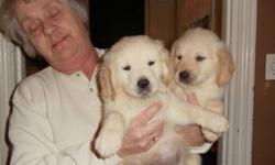 BEAUTIFUL  golden retriever puppies 1 male 4 females ready for their forever homes Feburary 20th,,,,they will have been vet checked and had their 1st shots..they have been dewormed,,,the puppies have been hand raised in a loving enviroment, well
