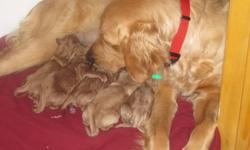 Beautiful Golden Retriever puppies born Oct 12 will be ready in eight weeks. Make your deposit now. Four males and six females. See pictures of mother, father and puppies. Mother and father are extremly loving Golden Retrievers. the father is helping the