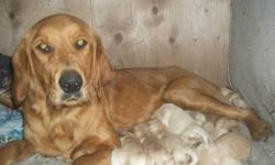 13 gorgeous Golden Retriever Puppies have been born on October 5, 2011. There are 9 females and 4 males. There is lots to choose from, ranging from a lighter to a darker color. You choose!
Mother
Penny is an almost 2 year old mother, with great