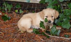 Beautiful litter of 13 Golden Retriever Puppies
9 females, 4 males.
-1 FEMALE left, she is 9 weeks and ready to become an active family member !  She is getting leash trained and almost fully house trained!
Father is Wedding Band Gold CKC registered from