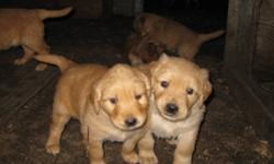 We have 4 golden retriever puppies left from our 2011 litter. Three of them are light in color, one is medium. They have been socialized with children since birth. They have been vet checked and had their first shots and will be ready for their new homes