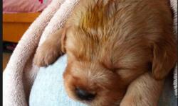 One golden retriever puppy for sale, very cute and good friend for family.