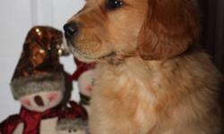 WE HAVE ONE ABSOLUTELY ADORABLE PUREBRED GOLDEN RETRIEVER PUPPY LEFT!
 
 
You still have time before Christmas!!!
 
 
He is a darker coloured, well socialized sweet heart! He is great with kids as my 2 and 4 year old play with him lots! His parents (Abby