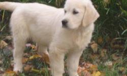 Looking for a white or very light female golden retriever puppy.