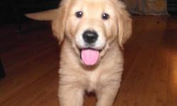 We have Golden Retriever pups for sale (7 males & 1 female).  Text, E-mail or call now to set up a date & time to come and meet them and pick one for your family.  :-)  We now have only 1 male left!
