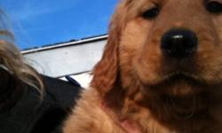 Beautiful golden retriever pups, ready to go immediately
3 dark females and only 1 golden male left
Great family dogs, used to children and other dogs
Pups have first shots and are dewormed and vet checked
Pups come with vet records, collar, & some dog