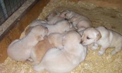 4 beatiful heathy golden retriever pups.Pups are ready to go to new home on sunday. Pups have had their first shots and been vet checked.  both parents are here to see.$250   come and see your new pup. watford area. halfway between sarnia and london.
we
