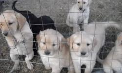 we have  2 black and one  golden colored puppies left and they will be ready to go to there foreever homes after Oct 28th,2011   . to view please call for appointment and private viewing.  please call 403-843-6610. to get directions or E mail