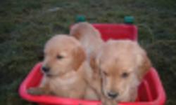 Our family golden retriver dogs have given us another very nice litter of boys and a girl ,there are 6 all together 5 boys and one girl to pick from,both parents on site, they are vet check and had there first shots ,very nice playful  puppys, they are