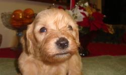 Golden Doodle's are excellent family pets.  Easy to train.  Hypo-allergenic.  Parents on site.  Hand-raised and well socialized.  Vet checked, vaccinated, dewormed and a 2 year health guarantee.  Will be ready for Christmas.  License#0095. For more