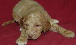 Goldendoodle Puppies, born September 7th, 2011.  A deposit will hold the puppy of your choice until he/she is ready to go.  These puppies will have their first set of vaccinations and have been dewormed.  Boys are a red color, some with white markings on