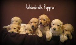 Beautiful Goldendoodle puppies.  Mother is a Goldendoodle F1 and father is a Golden Retriever.  Our puppies are raised in our home with small children.  Both parents are great with children, have excellent temperment and will make a wonderful family pet.
