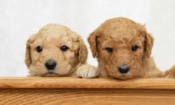 Christmas babies expected!  Make a promise of a puppy for Christmas, to be adopted on Valentine's Day.  Dad (Jordie) is a Mini Poodle and Mom (Skaggit) is a Standard  Goldendoodle so we expect the pups to mature to  mid-sized dogs (40 lb. range).  We are