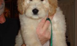 Now that the Holidays are over, it's a good time to bring your new little puppy home! Gallagold Kennels has four puppies remaining for sale, 2 female, 2 male. All are absolutely beautiful. Mom is a purebred Golden Retriever, and Dad a purebred Standard