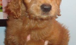 Goldendoodles make great family pets and are easy to train.  Low-none shedding & hypo-allergenic.  Vet checked, vaccinated, dewormed and a 2 year health guarantee.  Parents on site.  Mother is C.K.C. Golden Retriever and father is A.K.C. standard