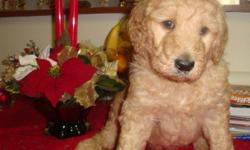 Great family pets & easy to train.  Parents on site.  Mother is A.K.C. Golden Retriever and father is A.K.C. standard apricot/red poodle.  Excellent pets.  Golden Doodles are hypo-allergenic.  Shedding is close to none. All are hand-raised.  Will be ready