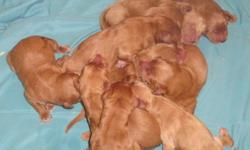Kings Doodles is happy to announce the arrival of 10 beautiful Goldendoodles.  Excellent family pets & easy to train.  Hand-raised.  Low-none shedding & hypo-allergenic. Parents on site.  Great temperaments.  Mother is C.K.C. Golden Retriever and father
