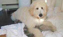 Goldendoodles
Green Acres Goldendoodle Kennels has a litter of pups ready to be re homed February 10th, 2012. This litter of Goldendoodles were born December 17th, 2011. Father and mother are on site. Father Casper is a standard poodle registered with the