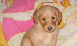 We have a litter of goldendoodles for sale. Puppies are 8 weeks old Sun. They are very healthly, sweet puppies. We have 2 golden females, 2 black males and 1 black female left. They are vet checked, needled  and dewormed. Mom is a golden retriever 65lbs
